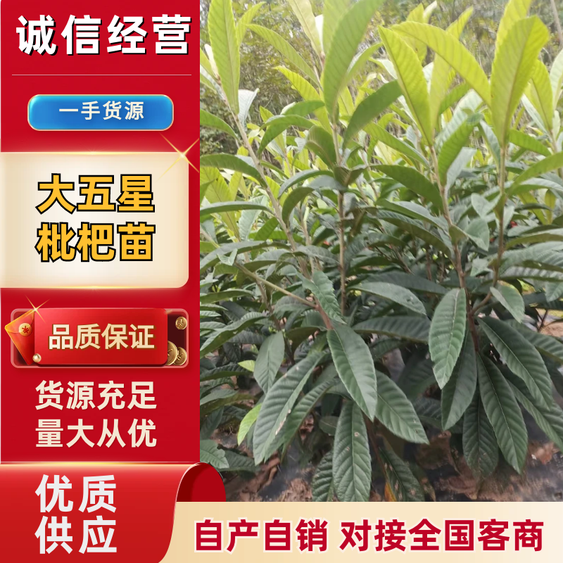 矮化大五星枇杷苗大量有货产地直发可视频看货