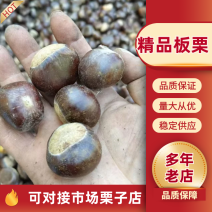 精品板栗山东板栗口感香甜产地直供对接全国商超市场