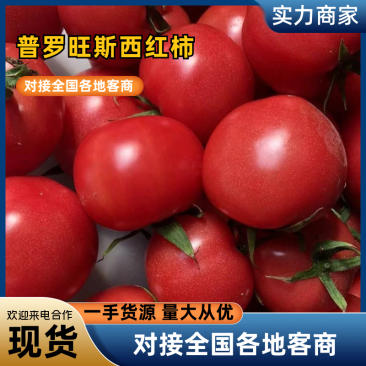 普罗旺斯产地批发一手货源量大从优质量保证欢迎咨询