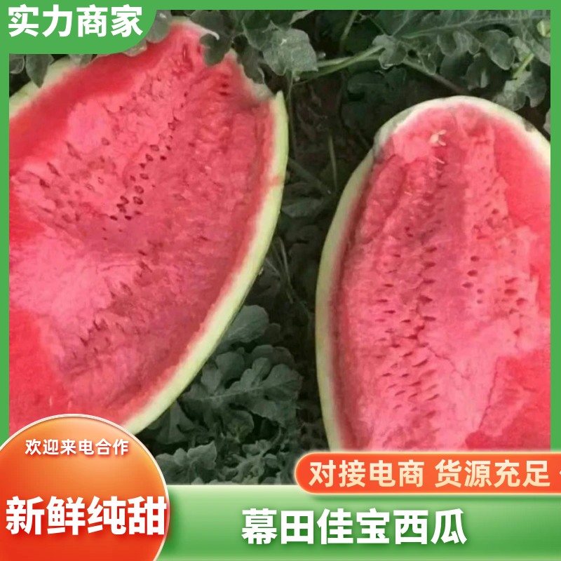 陕西无籽慕田佳宝西瓜大量供应产地供应质量保证诚信代收代发