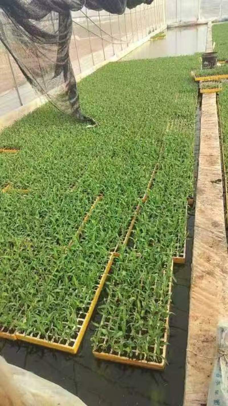 玉米苗量大质优价格优惠一手货源包成活率，支持视频看货