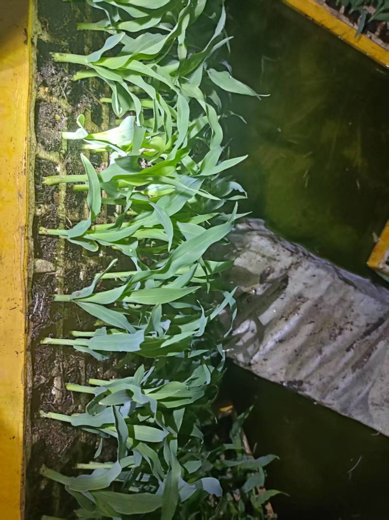 玉米苗量大质优价格优惠一手货源包成活率，支持视频看货