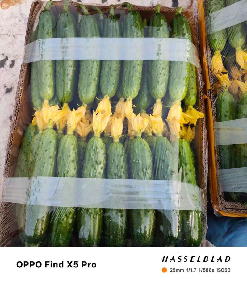 旱黄瓜精品规格齐全，品质保证，价格优惠，诚信经营