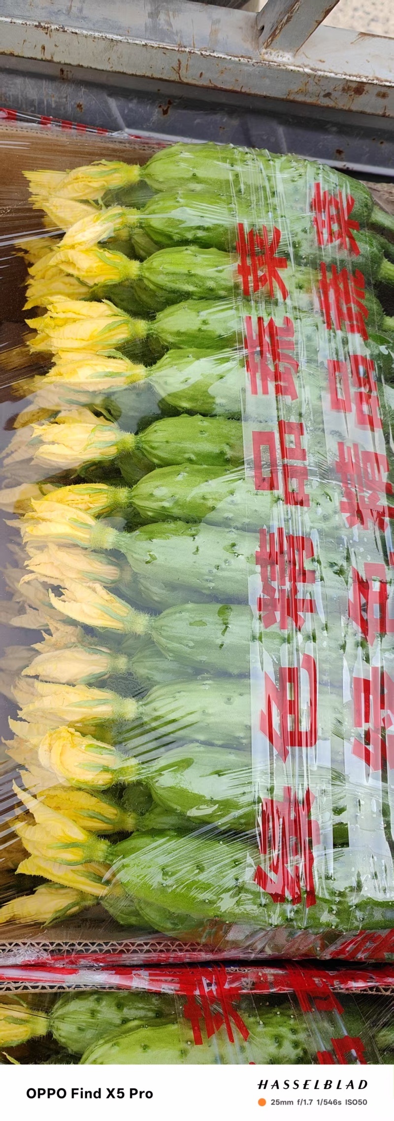 旱黄瓜精品规格齐全，品质保证，价格优惠，诚信经营