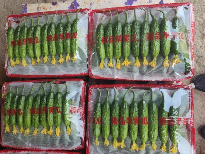 旱黄瓜精品规格齐全，品质保证，价格优惠，诚信经营