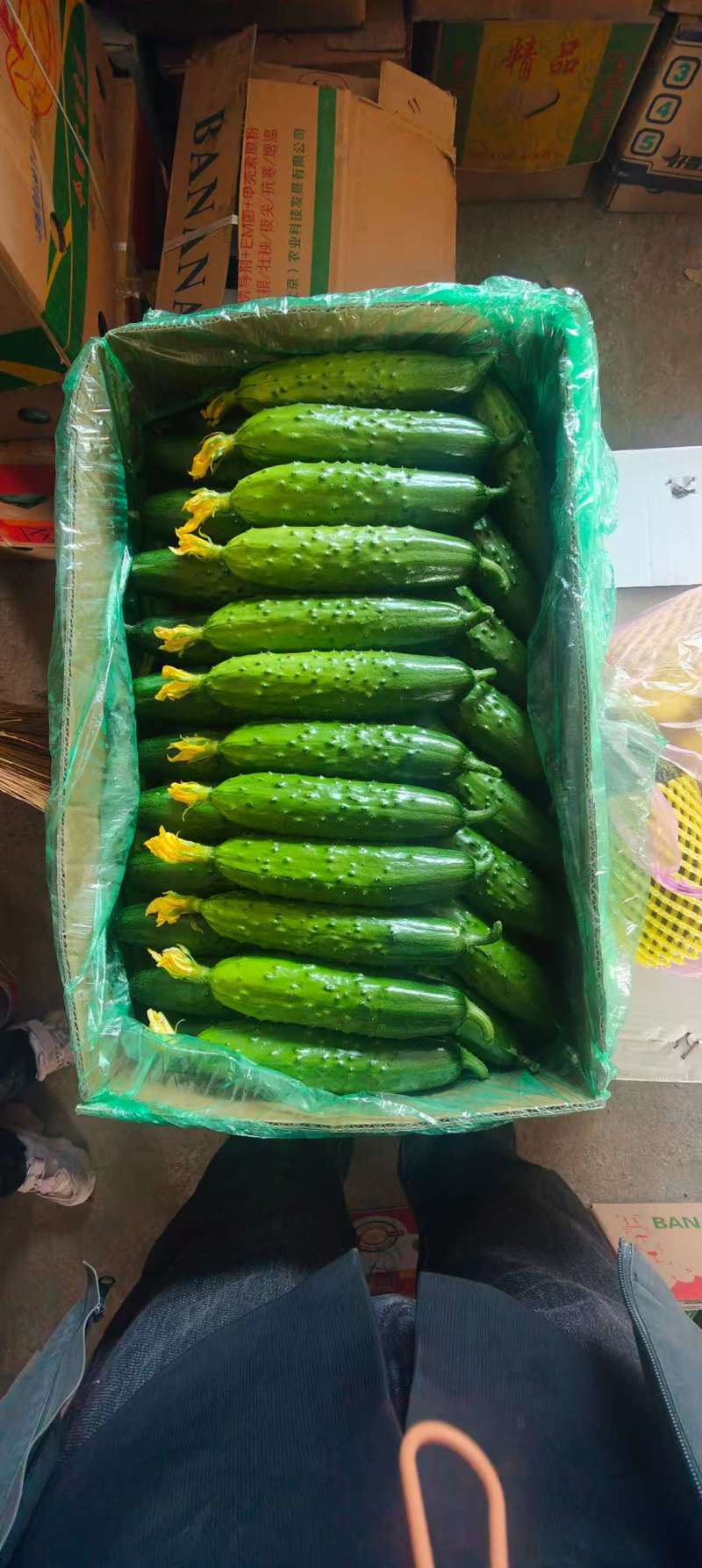 旱黄瓜精品规格齐全，品质保证，价格优惠，诚信经营