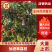 精品仙进奉荔枝产地直发一手货源量大从优全国可发