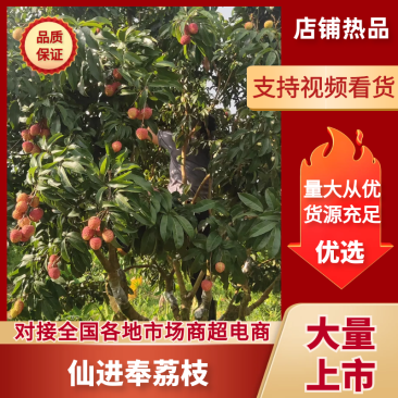 精品仙进奉荔枝对接各大商超全国可发产地直发