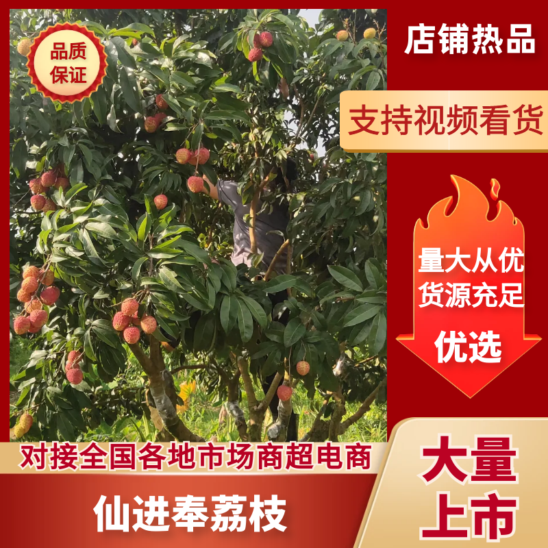 精品仙进奉荔枝对接各大商超全国可发产地直发