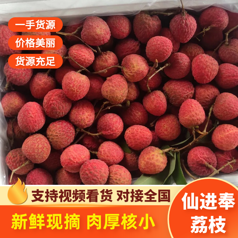 精品仙进奉荔枝对接各大商超全国可发产地直发