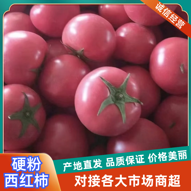 宁夏暖棚硬粉大量上市全国代收代发！专业代办10年经验！