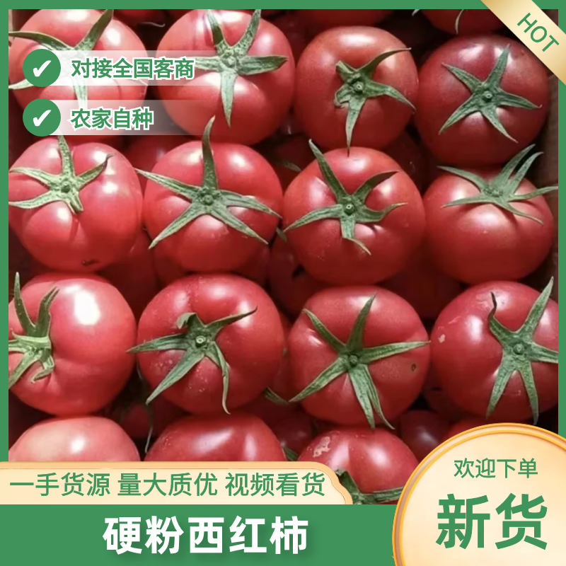 精品硬粉西红柿产地直发品质保证一手货源欢迎联