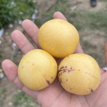 精品人参果产地货源充足现摘现发保质保量欢迎电话联系