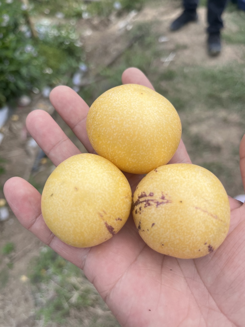 精品人参果产地货源充足现摘现发保质保量欢迎电话联系