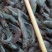 小海虾，品质保证，价格漂亮