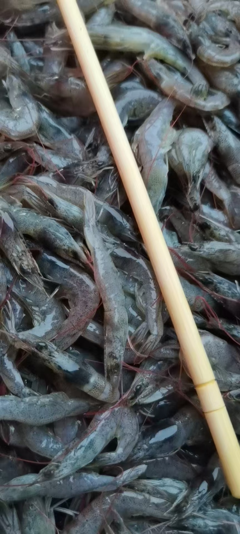 小海虾，品质保证，价格漂亮