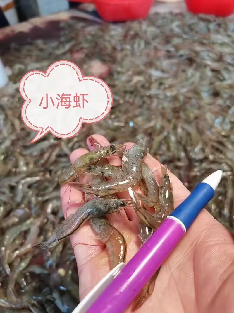 小海虾，品质保证，价格漂亮