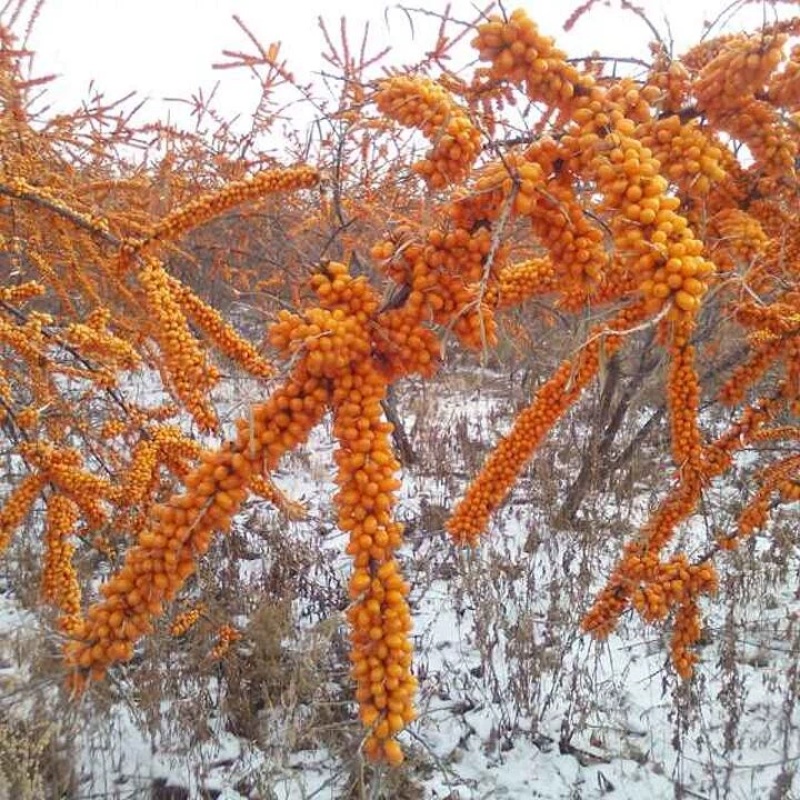 大果沙棘深秋红扦插苗各种规格，小果沙棘苗，杯苗万亩基地