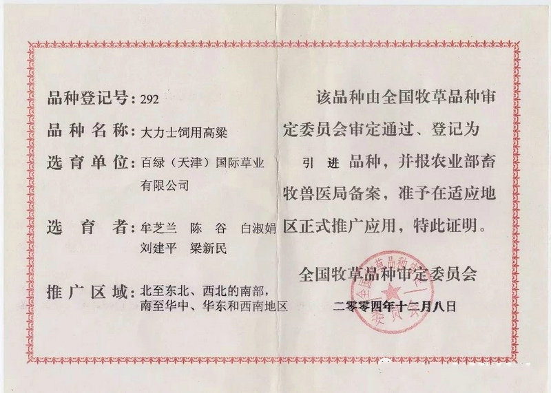 百绿授权大力士甜高粱种子牧草种子大田种植高产南方北方
