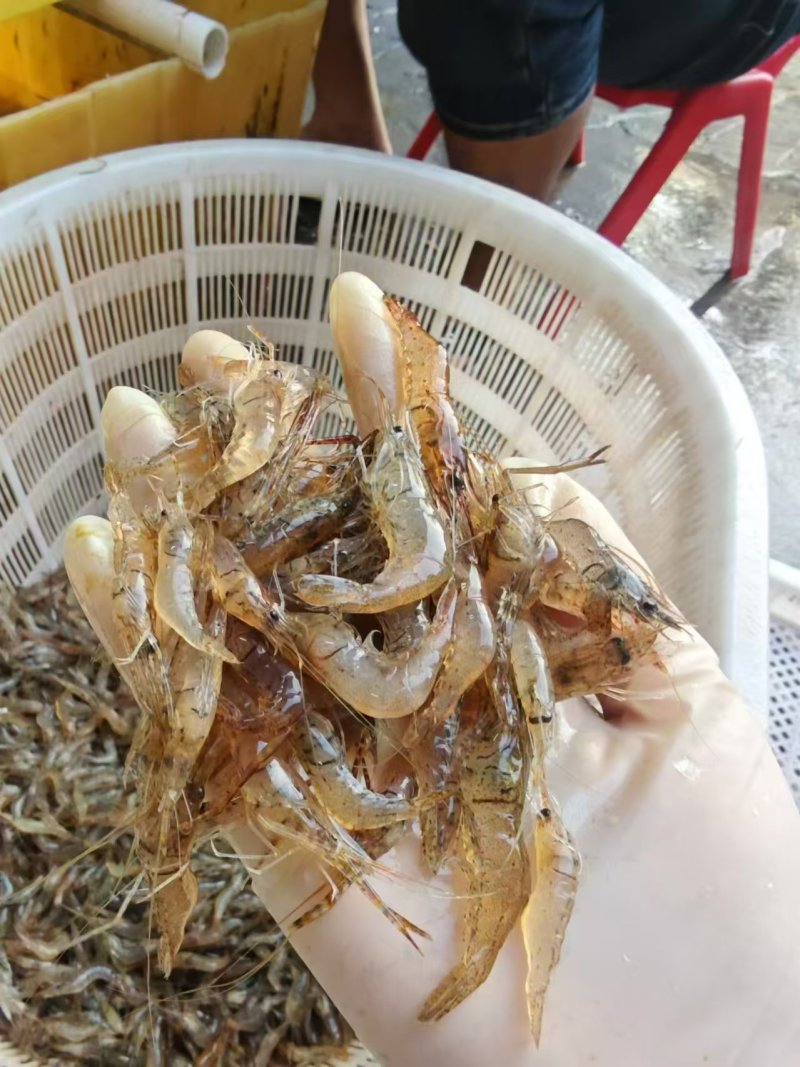 河虾，冰鲜/冻版大量发货