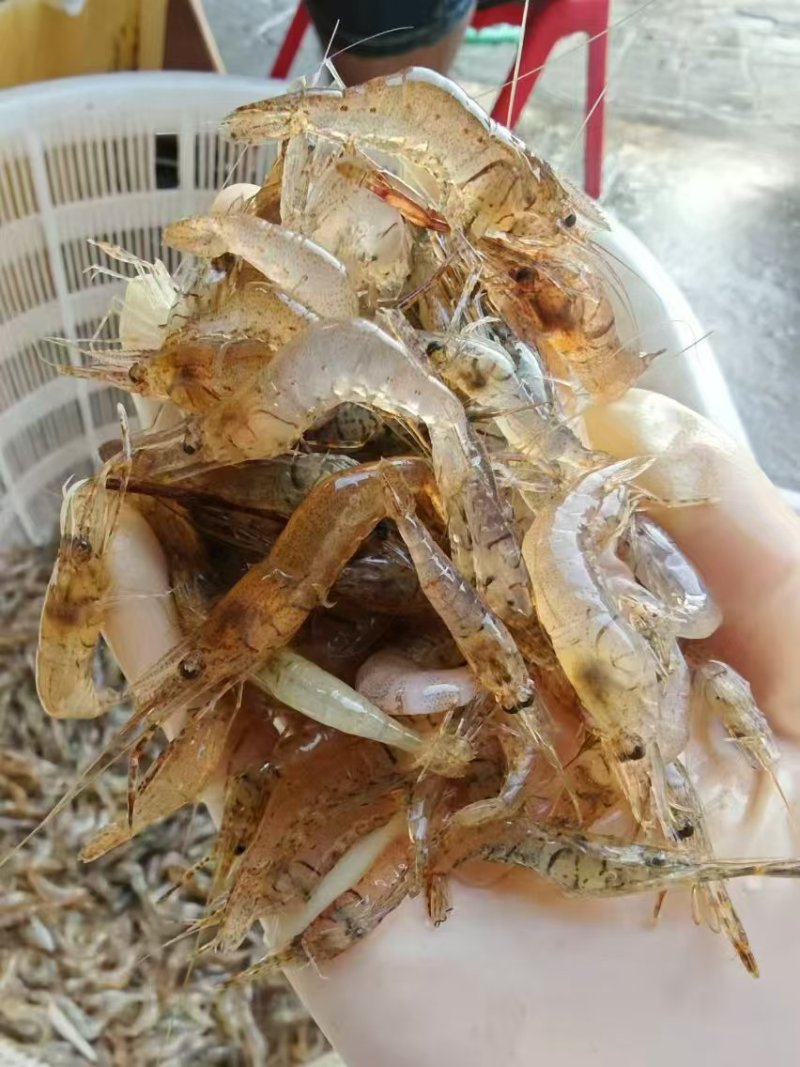 河虾，冰鲜/冻版大量发货