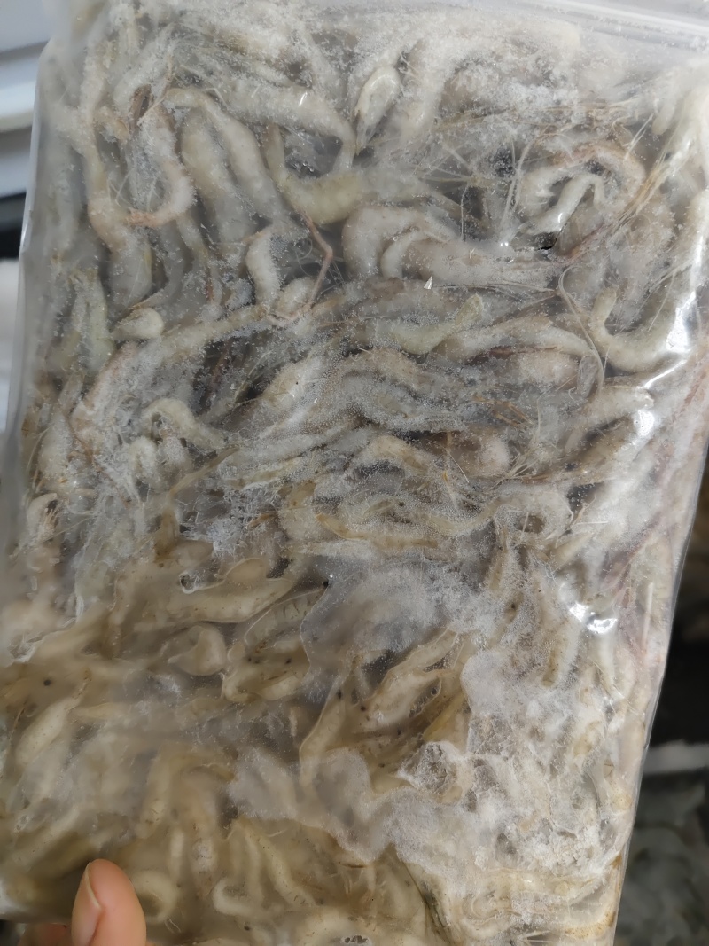 河虾，冰鲜/冻版大量发货