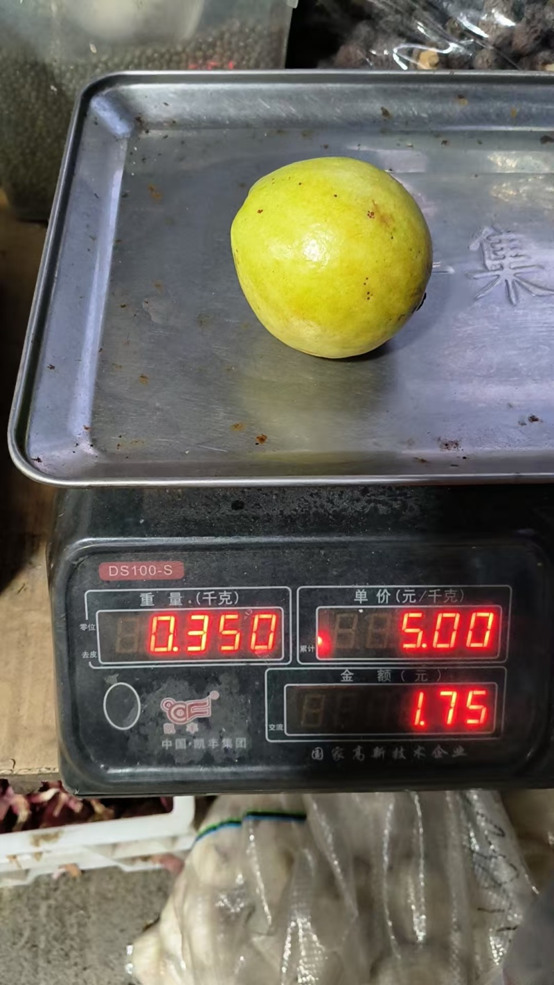 白心芭乐白心番石榴福建特产量大价优运输便利欢迎电联