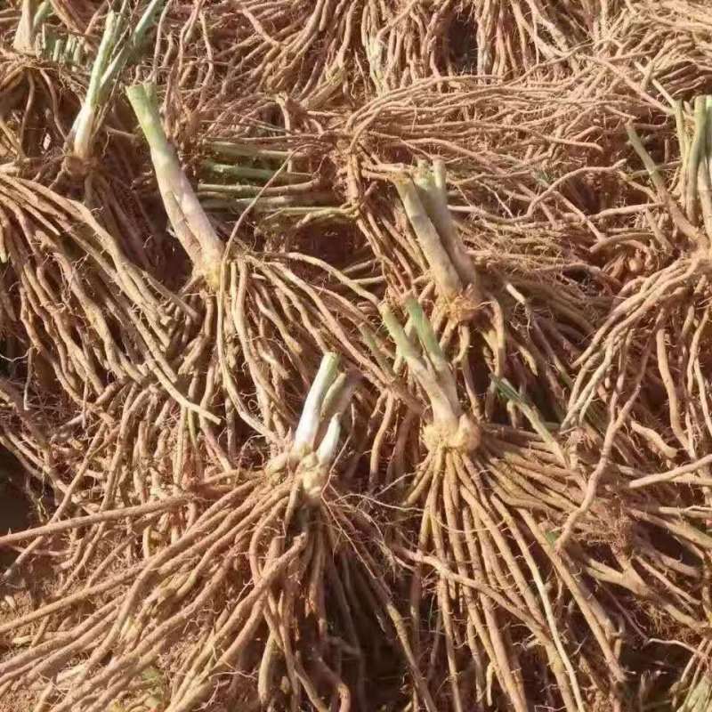 紫色芦笋苗现挖现售成活率高抗病性强适宜四季栽培