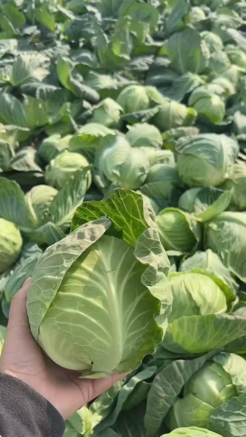 【优选】湖北甘蓝圆包菜大量上市颜色清秀1-1.5公斤基地直发