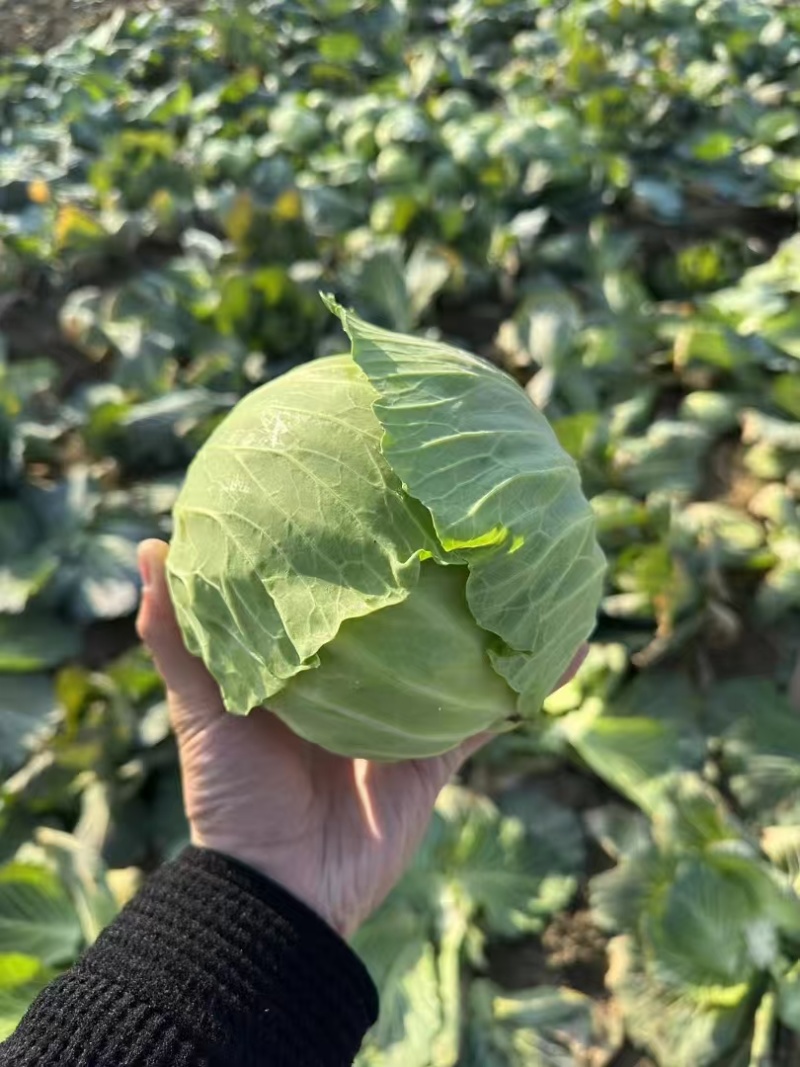 【优选】湖北甘蓝圆包菜大量上市颜色清秀1-1.5公斤基地直发
