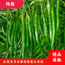 精品线椒二荆条鲜辣椒青椒黑线椒产地直采大量供应电商货