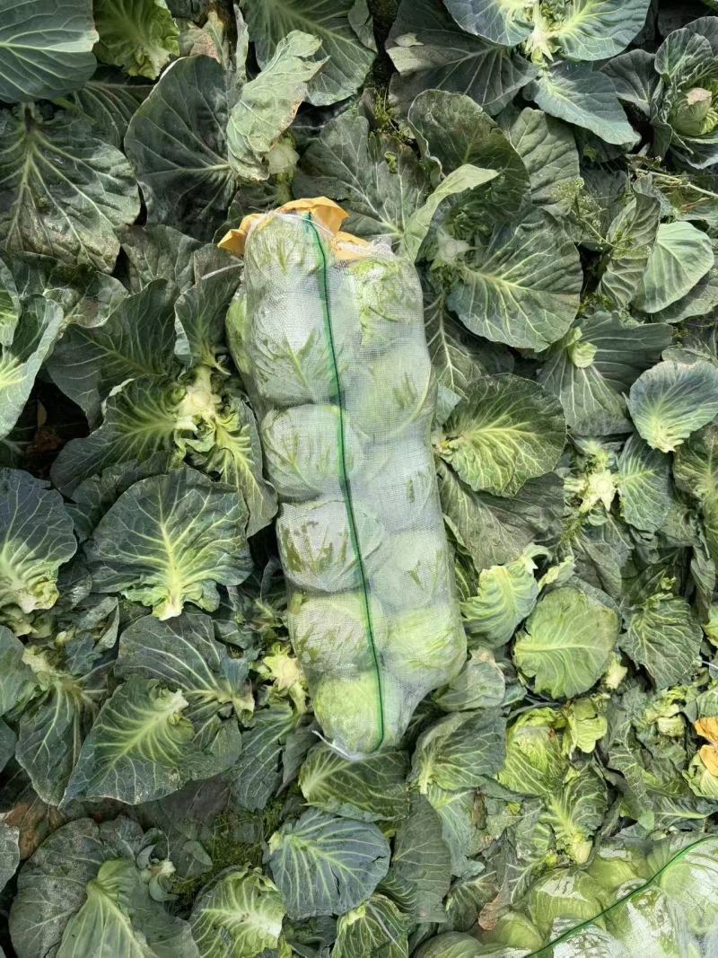 【优选】湖北甘蓝圆包菜大量上市颜色清秀1-1.5公斤基地直发