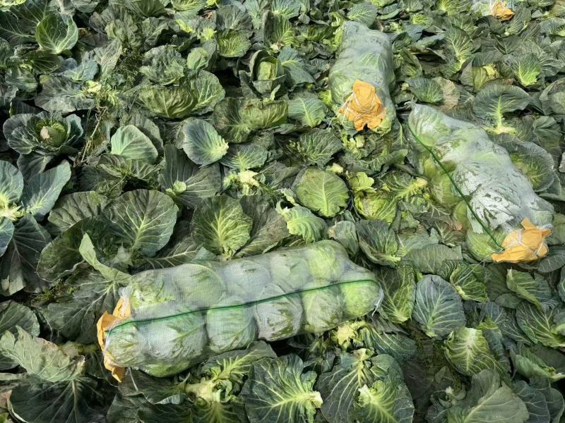 【优选】湖北甘蓝圆包菜大量上市颜色清秀1-1.5公斤基地直发