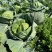 【优选】湖北甘蓝圆包菜大量上市颜色清秀1-1.5公斤基地直发