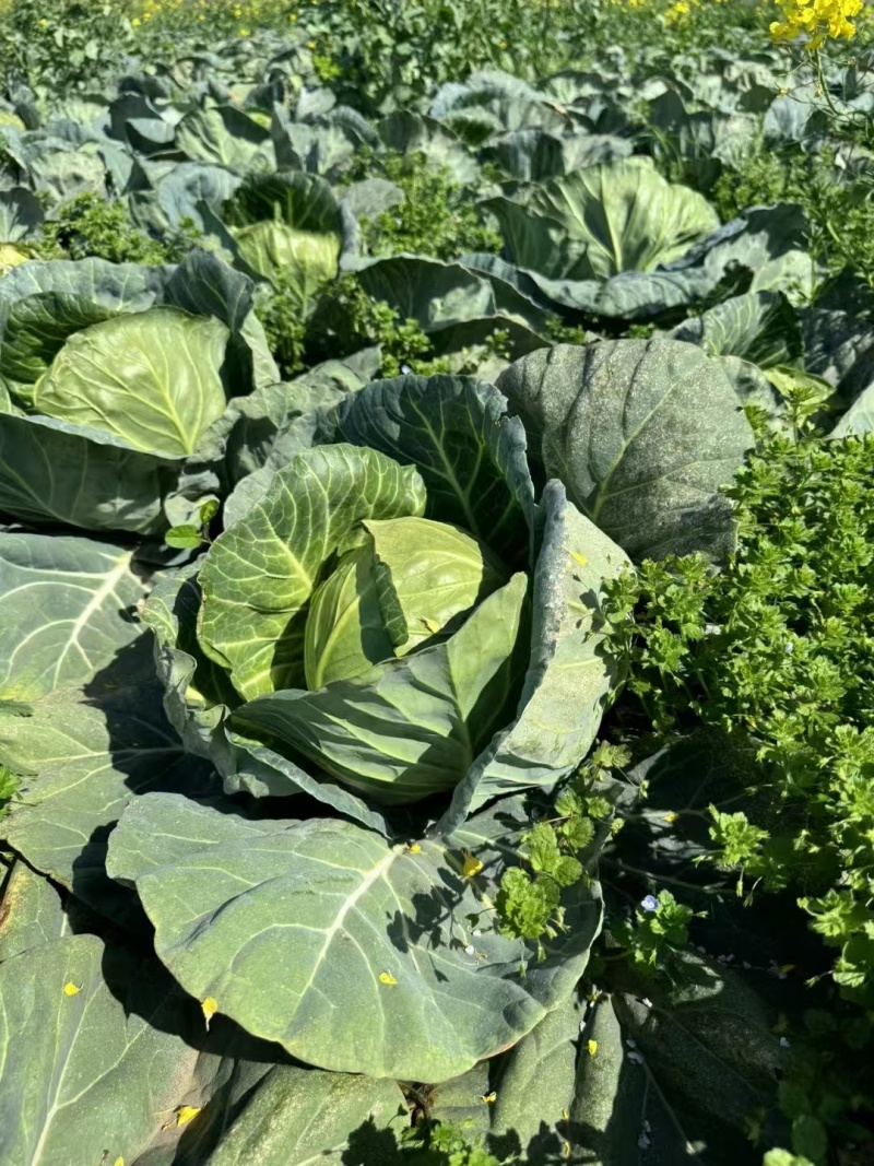 【优选】湖北甘蓝圆包菜大量上市颜色清秀1-1.5公斤基地直发