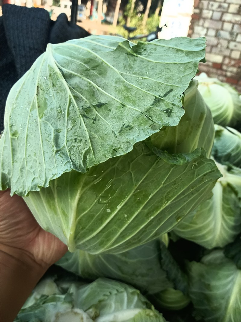 实力代发湖北扁包菜甘蓝量大价格优惠产地一手货源