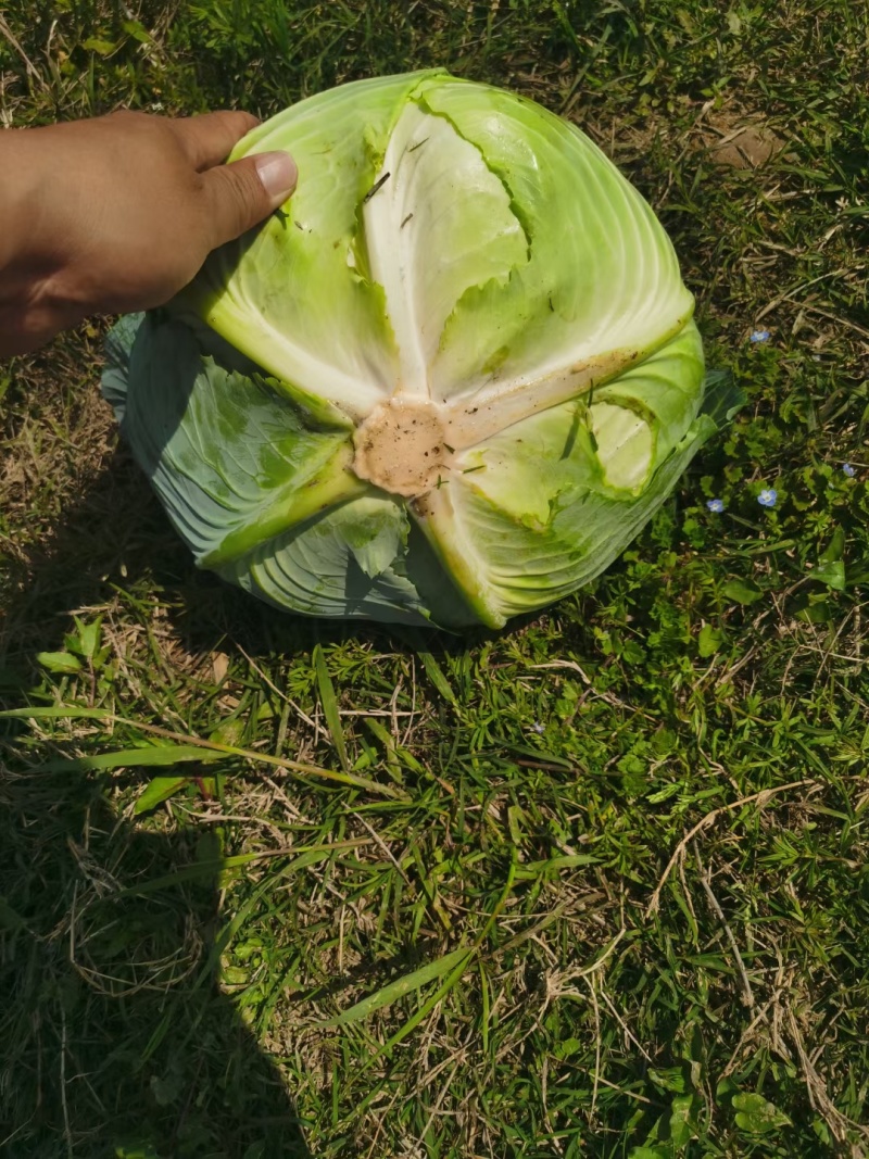 实力代发湖北扁包菜甘蓝量大价格优惠产地一手货源