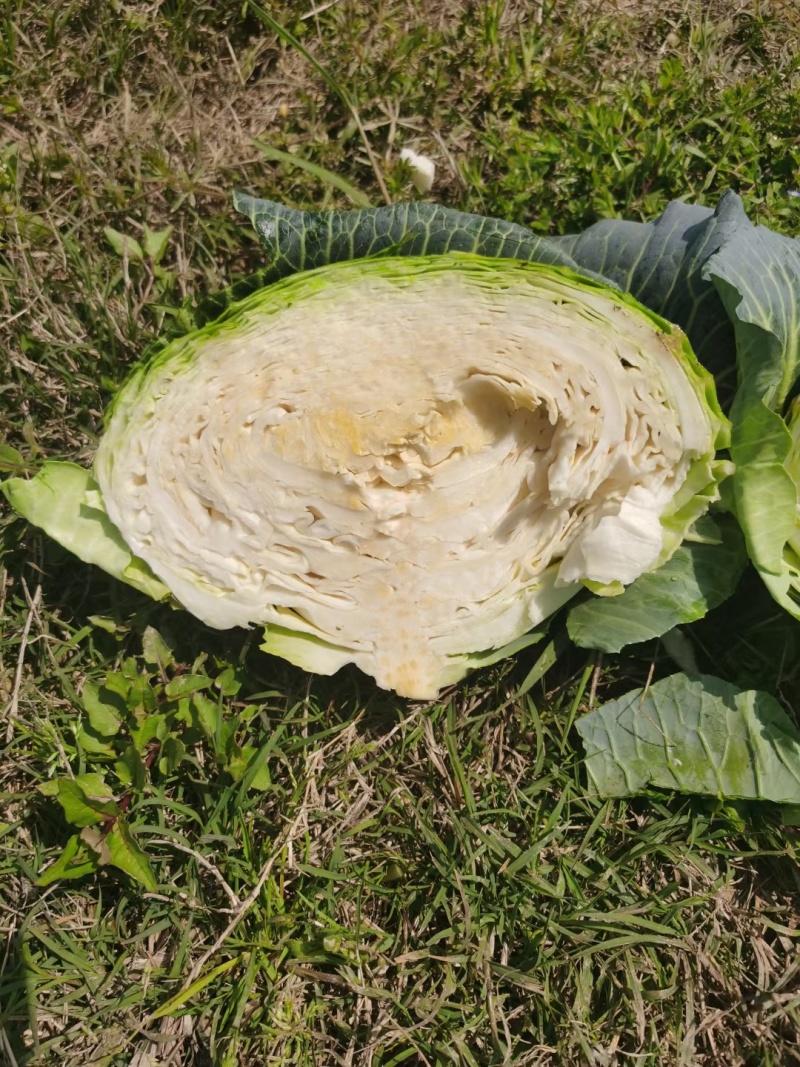 实力代发湖北扁包菜甘蓝量大价格优惠产地一手货源