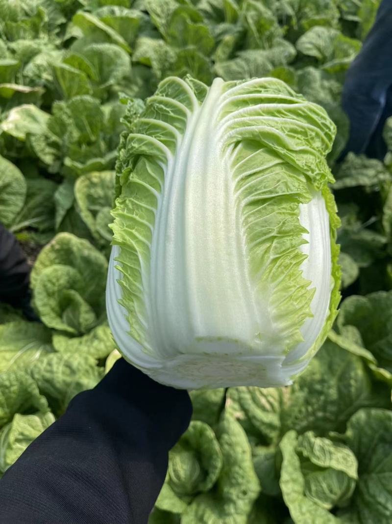 山东金鹏品种矮颗黄心白菜对接电商市场商超一手货源