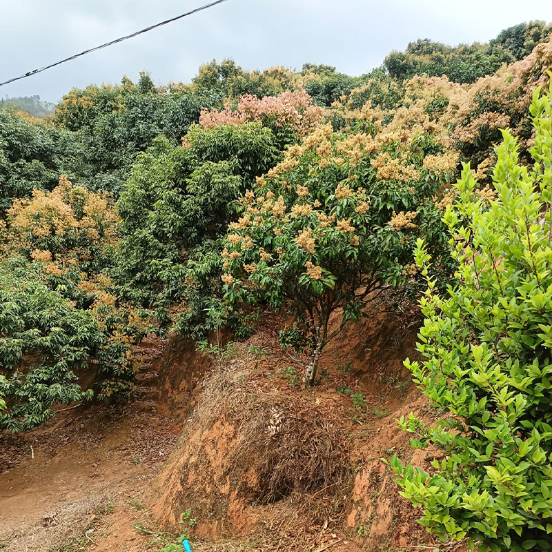 茂名荔枝预售自家果场一手货源产地直发可电商一件代发可批发