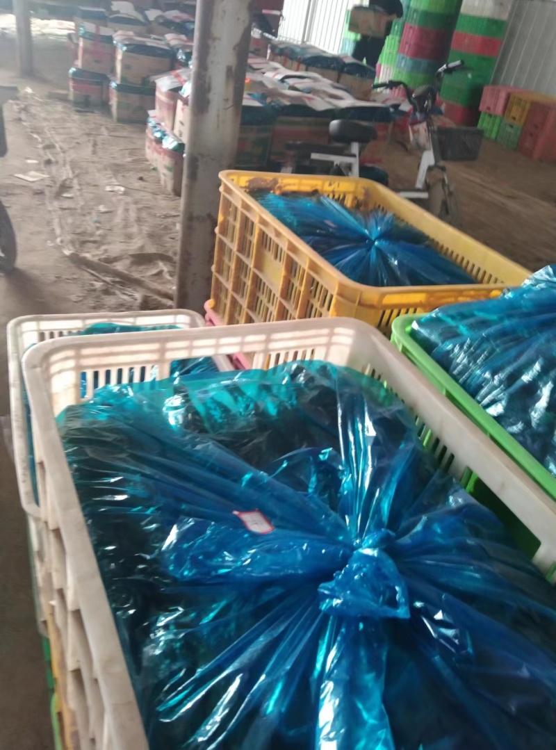 滑县精品黄瓜大量上市现摘现发顶花带刺品质保证欢迎来电