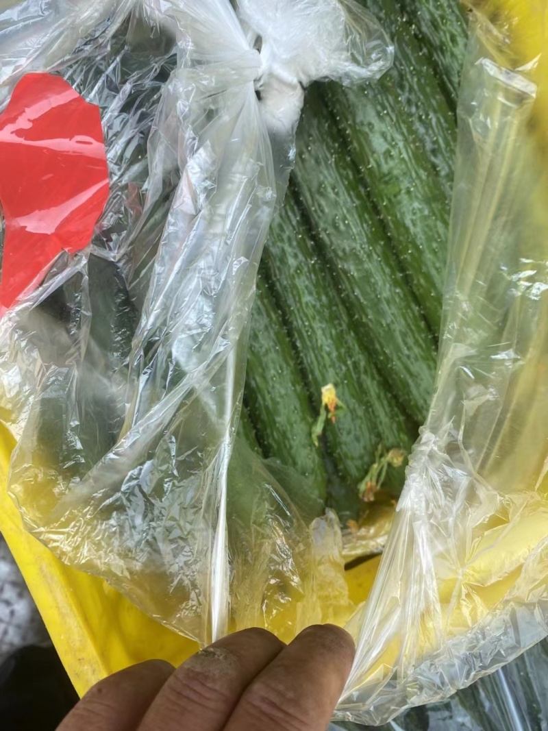 滑县精品黄瓜大量上市现摘现发顶花带刺品质保证欢迎来电