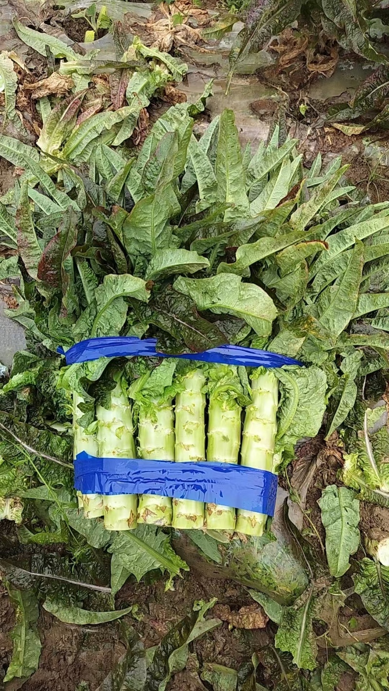 红叶香莴笋大量有货产地直发保质保量诚信经营对接全国