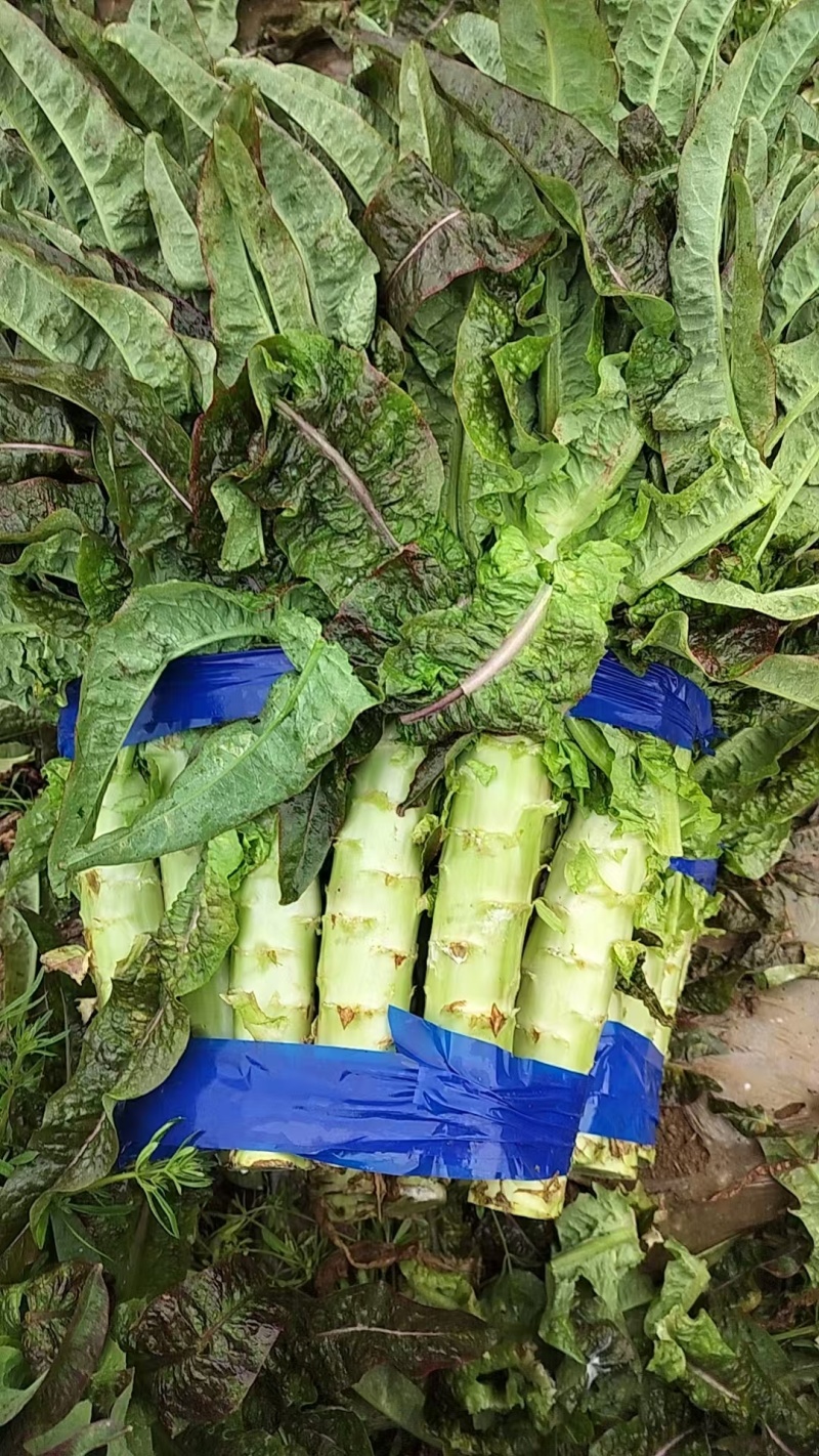 红叶香莴笋大量有货产地直发保质保量诚信经营对接全国