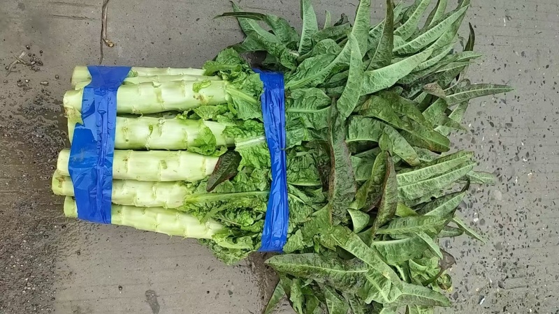 红叶香莴笋大量有货产地直发保质保量诚信经营对接全国