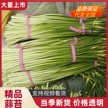 蒜薹精品蒜苔产地直发品质保障对接全国商超市场等