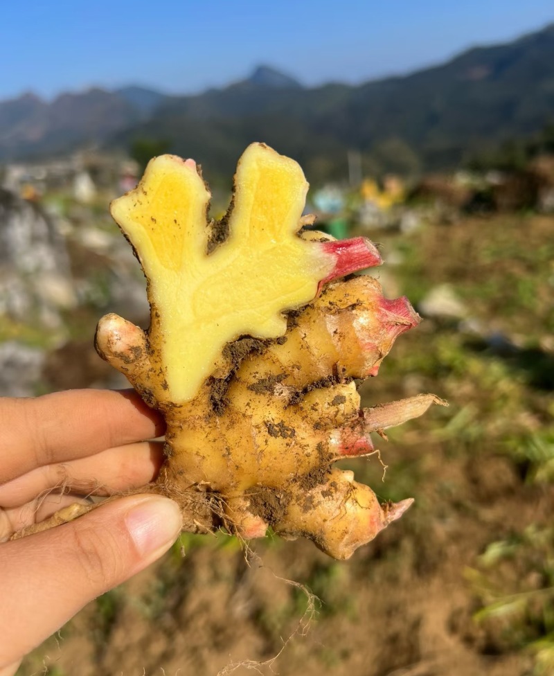 【实力供货】小黄姜文山生姜基地直发量大从优品质保证