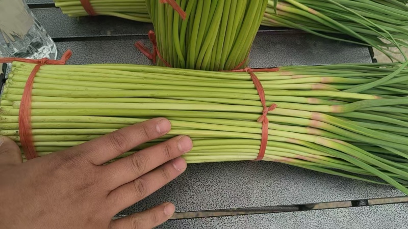 中牟红薹蒜苔红帽蒜薹产地直销量大质优价格优惠欢迎采购