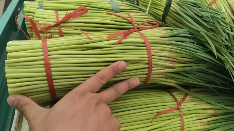 中牟红薹蒜苔红帽蒜薹产地直销量大质优价格优惠欢迎采购