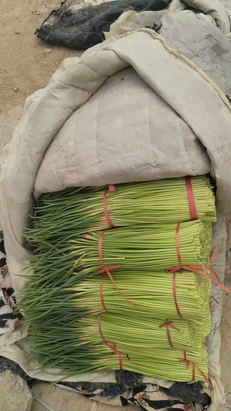中牟红薹蒜苔红帽蒜薹产地直销量大质优价格优惠欢迎采购